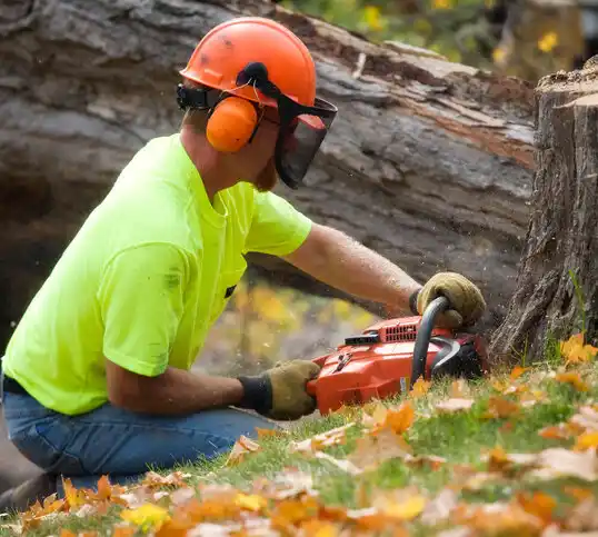 tree services Dollar Bay